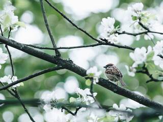 简述对幼儿园孩子进行海姆立克急救法的基本操作电大
